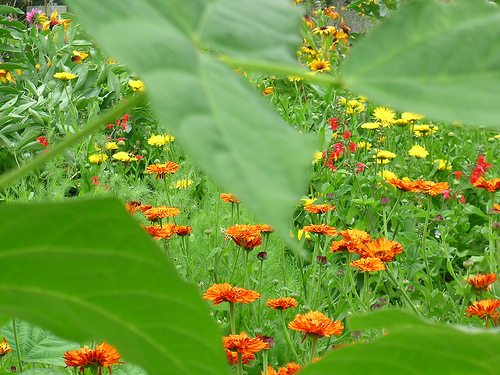 secretgarden